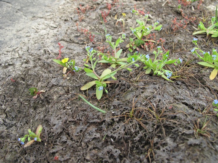 Myosotis sicula